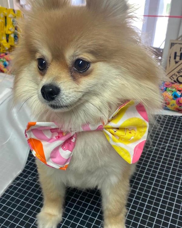 The Posh Pet Boutique Dog Clothes, Dog Boutique
